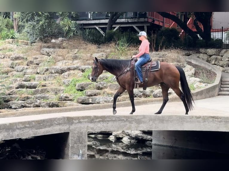 American Quarter Horse Castrone 11 Anni 160 cm Baio ciliegia in Weatherford TX