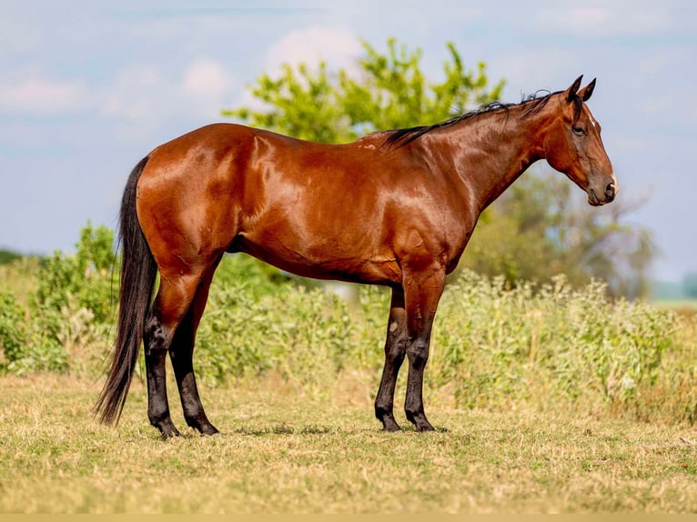 American Quarter Horse Castrone 11 Anni 160 cm Baio ciliegia in Weatherford TX