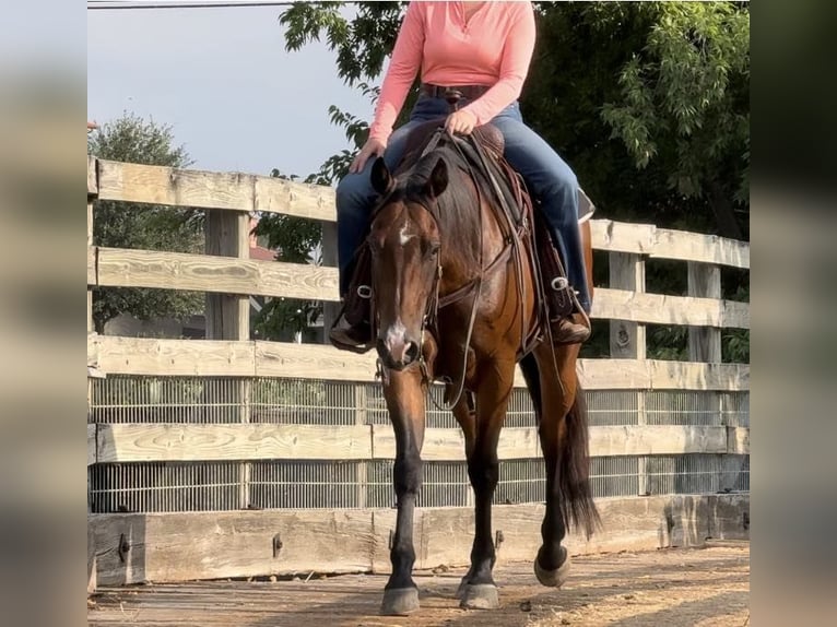 American Quarter Horse Castrone 11 Anni 160 cm Baio ciliegia in Weatherford TX