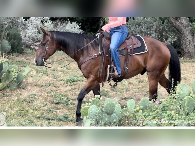 American Quarter Horse Castrone 11 Anni 160 cm Baio ciliegia in Weatherford TX