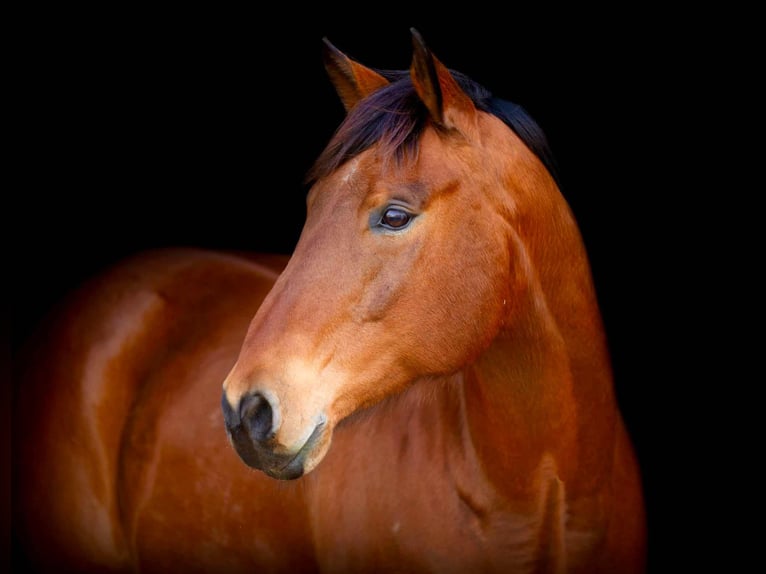 American Quarter Horse Castrone 11 Anni 160 cm Baio ciliegia in Weatherford TX