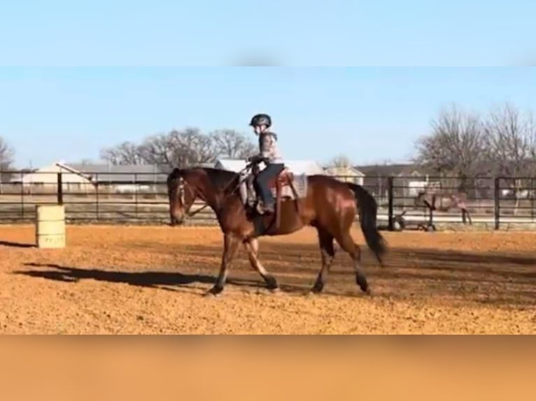 American Quarter Horse Castrone 11 Anni 160 cm Baio ciliegia in Weatherford TX