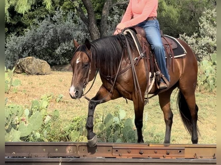 American Quarter Horse Castrone 11 Anni 160 cm Baio ciliegia in Weatherford TX