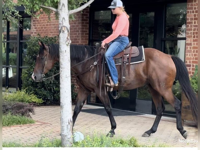 American Quarter Horse Castrone 11 Anni 160 cm Baio ciliegia in Weatherford TX