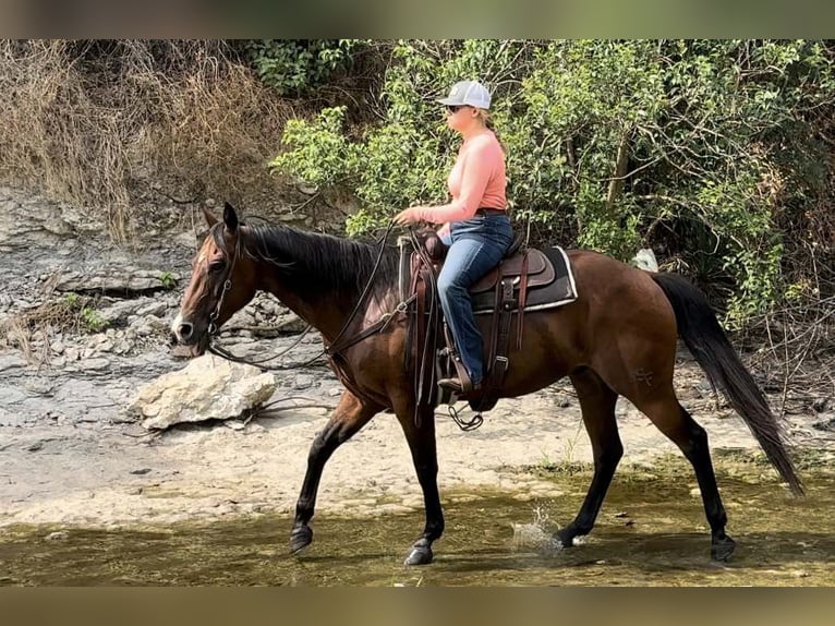 American Quarter Horse Castrone 11 Anni 160 cm Baio ciliegia in Weatherford TX