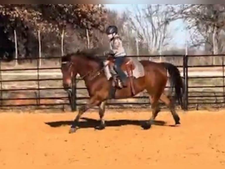 American Quarter Horse Castrone 11 Anni 160 cm Baio ciliegia in Weatherford TX