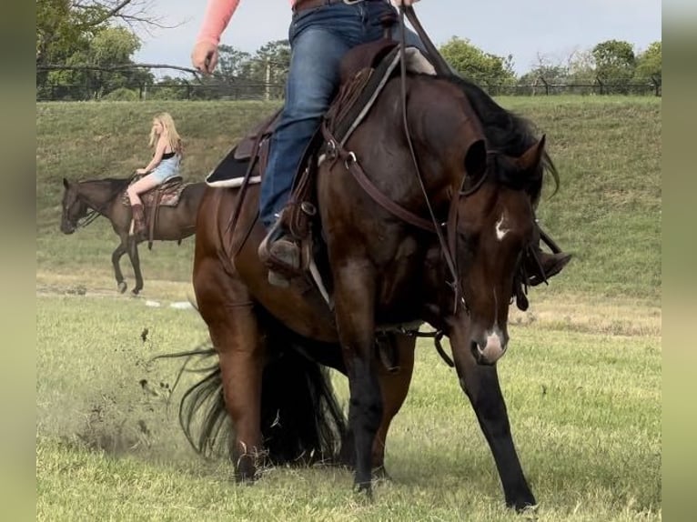 American Quarter Horse Castrone 11 Anni 160 cm Baio ciliegia in Weatherford TX