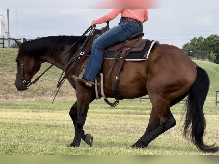 American Quarter Horse Castrone 11 Anni 160 cm Baio ciliegia in Weatherford TX