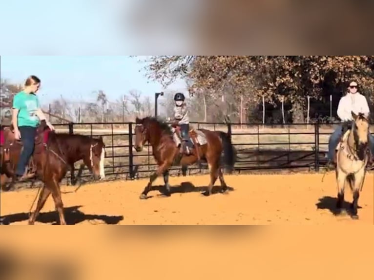 American Quarter Horse Castrone 11 Anni 160 cm Baio ciliegia in Weatherford TX