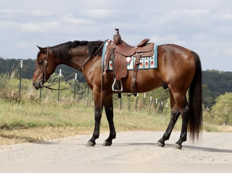 American Quarter Horse Castrone 11 Anni 160 cm Baio ciliegia in Purdy, MO