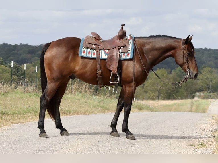 American Quarter Horse Castrone 11 Anni 160 cm Baio ciliegia in Purdy, MO