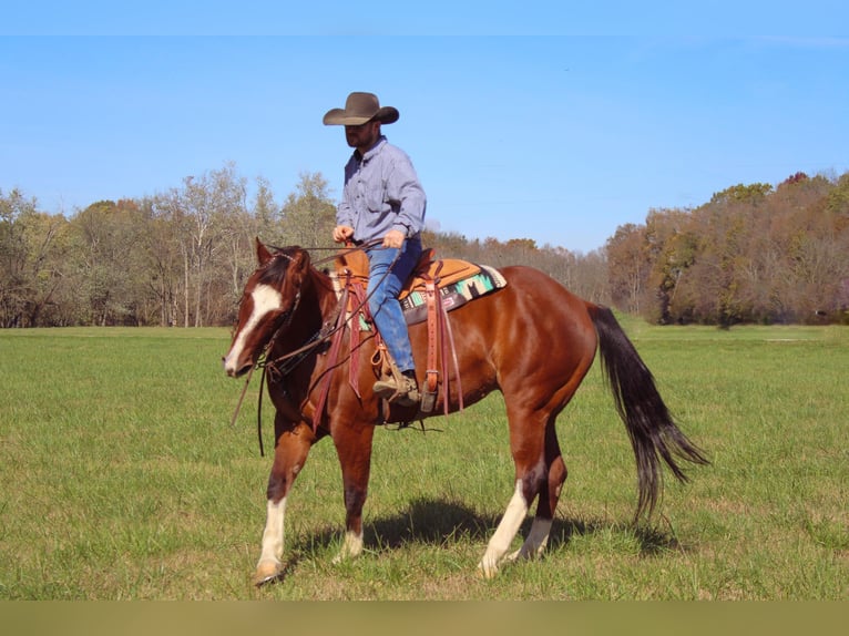 American Quarter Horse Castrone 11 Anni 160 cm Baio ciliegia in Flemingsburg KY