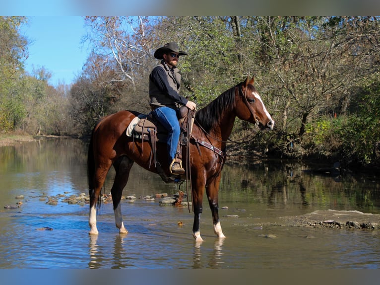 American Quarter Horse Castrone 11 Anni 160 cm Baio ciliegia in Flemingsburg KY