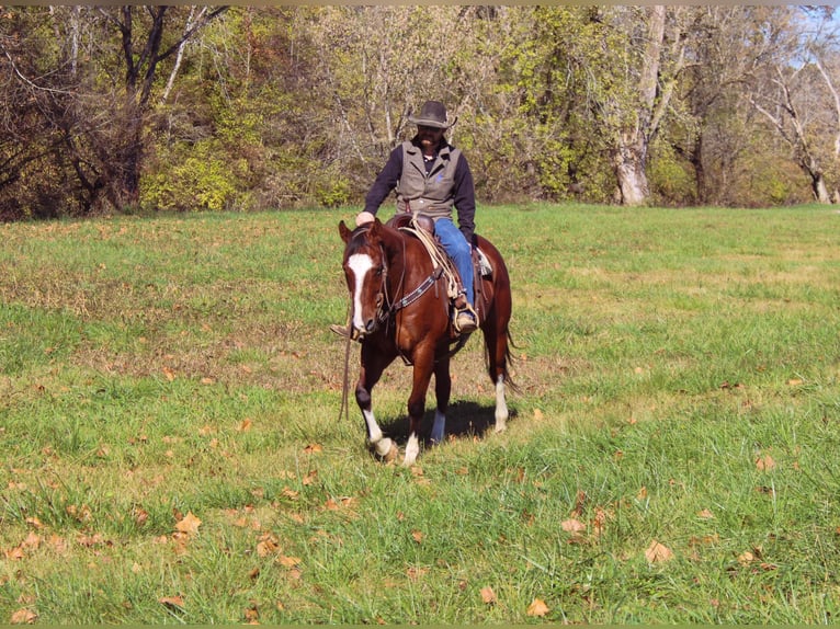 American Quarter Horse Castrone 11 Anni 160 cm Baio ciliegia in Flemingsburg KY