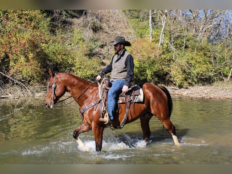 American Quarter Horse Castrone 11 Anni 160 cm Baio ciliegia in Flemingsburg KY