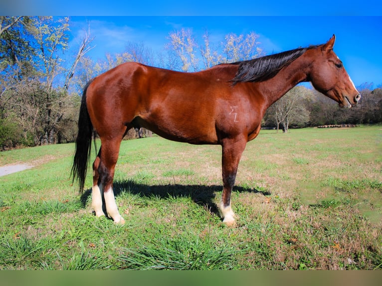 American Quarter Horse Castrone 11 Anni 160 cm Baio ciliegia in Flemingsburg KY