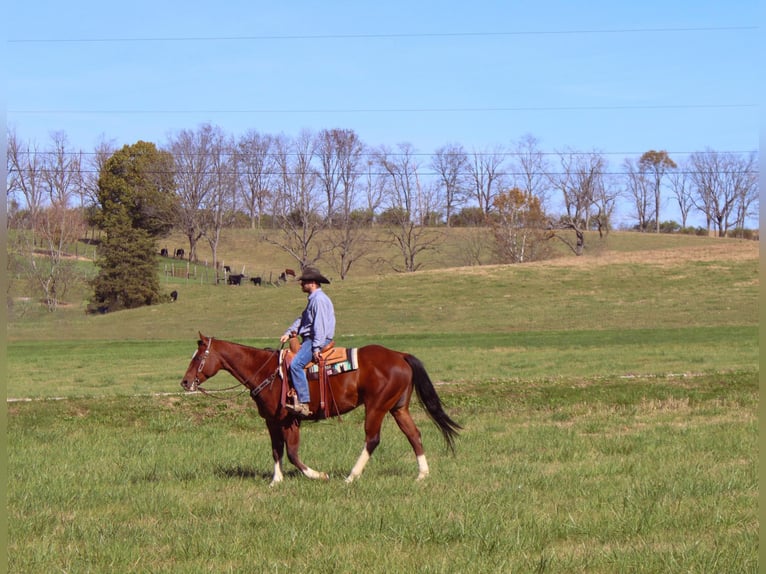 American Quarter Horse Castrone 11 Anni 160 cm Baio ciliegia in Flemingsburg KY