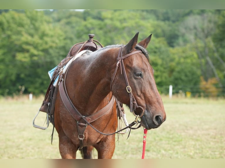 American Quarter Horse Castrone 11 Anni 160 cm Baio roano in Needmore, PA