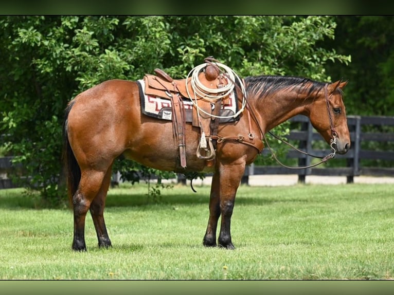 American Quarter Horse Castrone 11 Anni 160 cm Baio roano in Waco TX