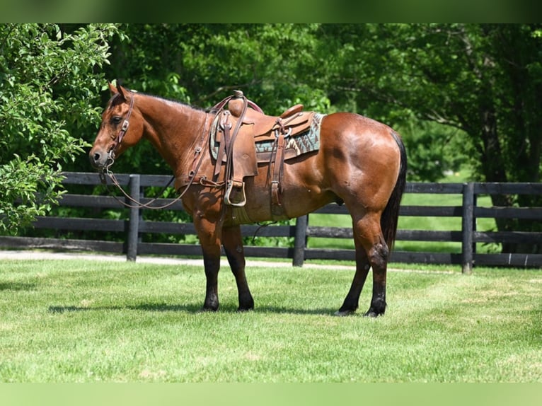 American Quarter Horse Castrone 11 Anni 160 cm Baio roano in Waco TX