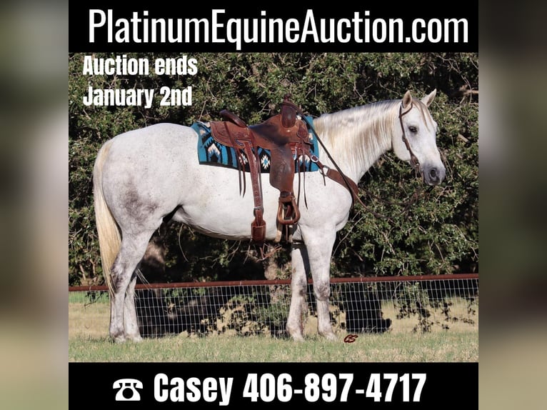 American Quarter Horse Castrone 11 Anni 160 cm Grigio in Jacksboro TX