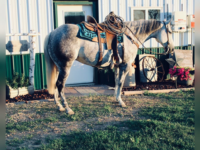 American Quarter Horse Castrone 11 Anni 160 cm Grigio pezzato in Charlotte IA