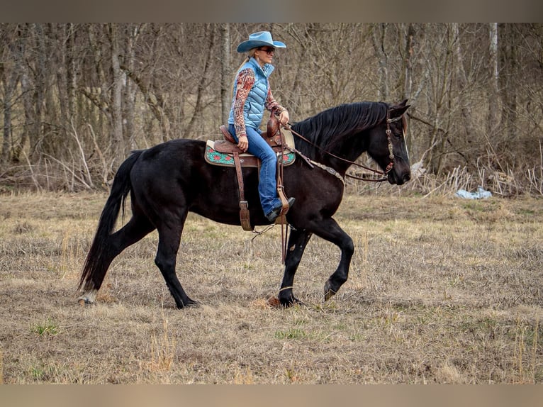 American Quarter Horse Castrone 11 Anni 160 cm Morello in Hillsboro KY