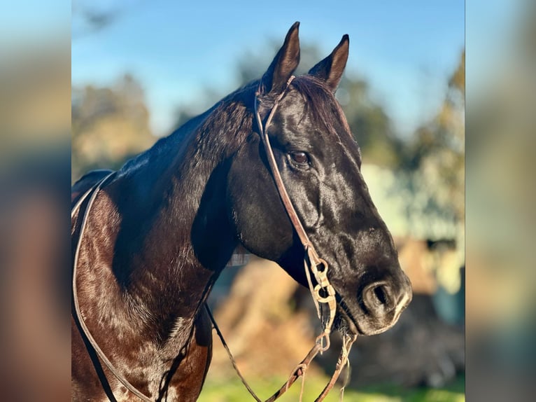 American Quarter Horse Castrone 11 Anni 160 cm Morello in Bitterwater CA