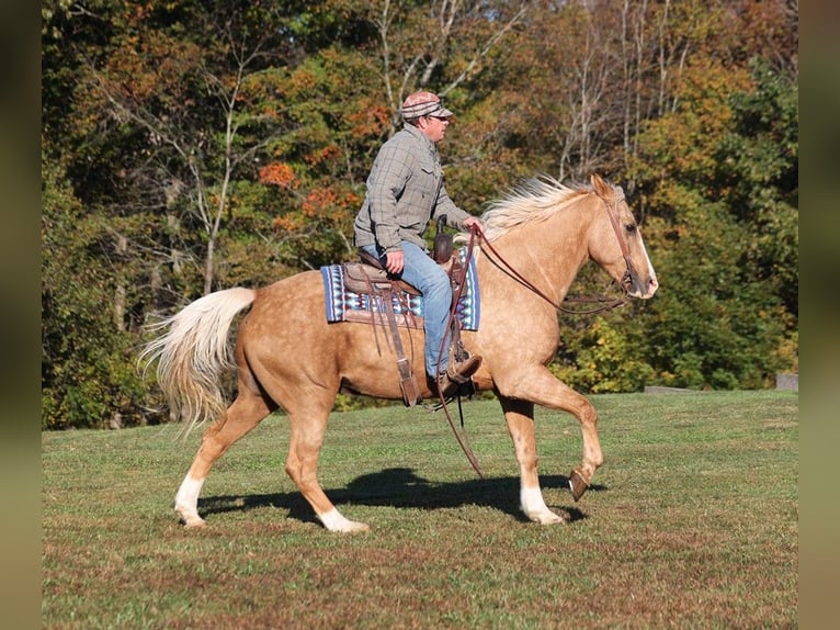 American Quarter Horse Castrone 11 Anni 160 cm Palomino in Brodhead, KY