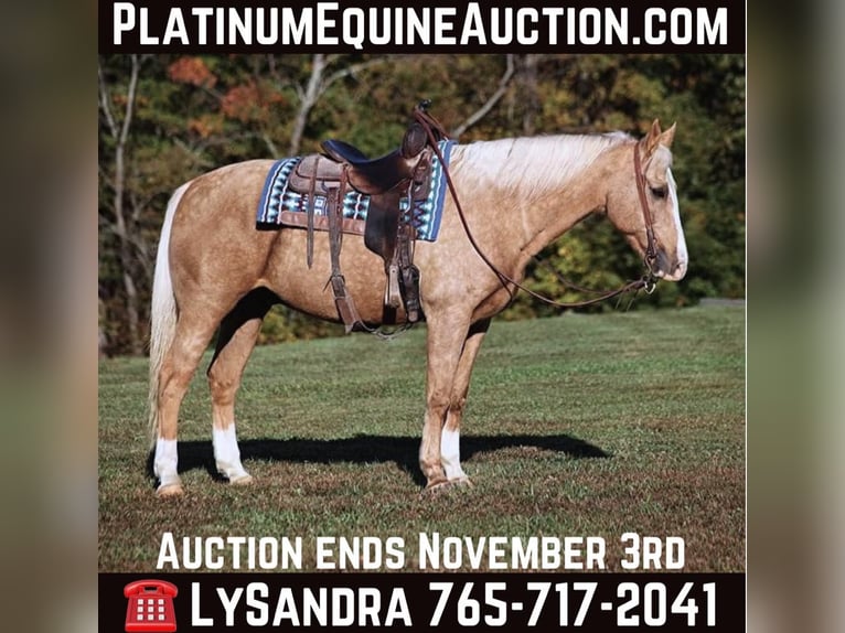 American Quarter Horse Castrone 11 Anni 160 cm Palomino in Brodhead, KY