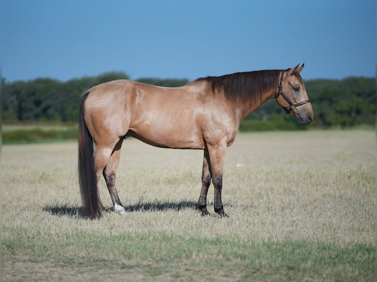 American Quarter Horse Castrone 11 Anni 160 cm Pelle di daino in Granbury, TX