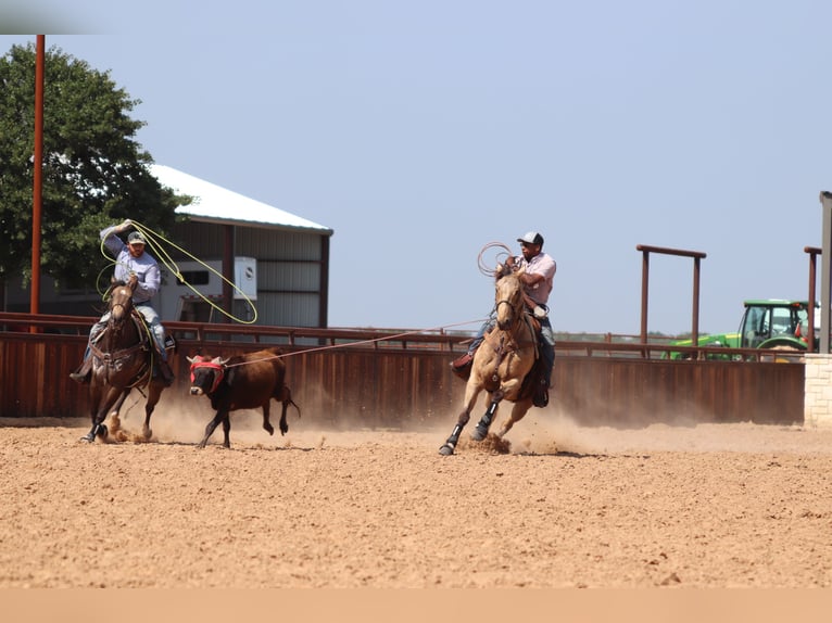 American Quarter Horse Castrone 11 Anni 160 cm Pelle di daino in Granbury, TX