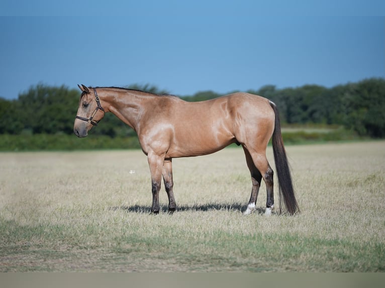 American Quarter Horse Castrone 11 Anni 160 cm Pelle di daino in Granbury, TX