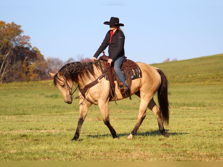 American Quarter Horse Castrone 11 Anni 160 cm Pelle di daino in Clarion