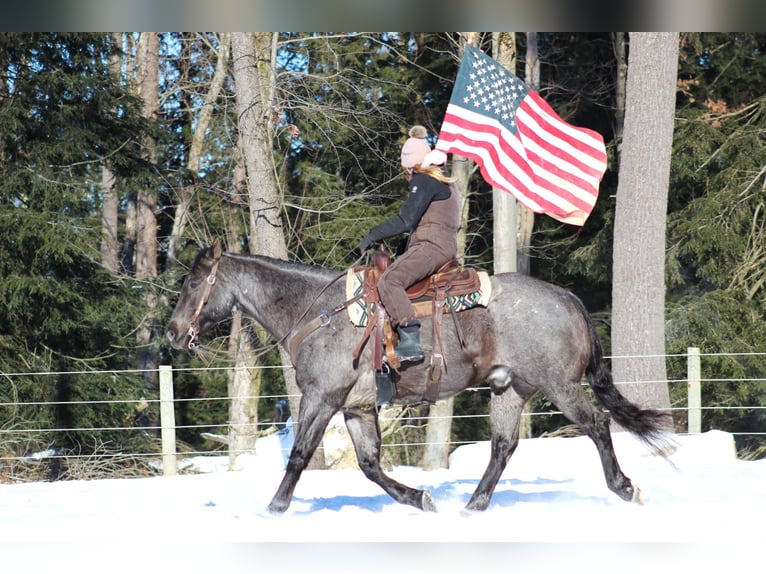 American Quarter Horse Castrone 11 Anni 160 cm Roano blu in Clarion, PA