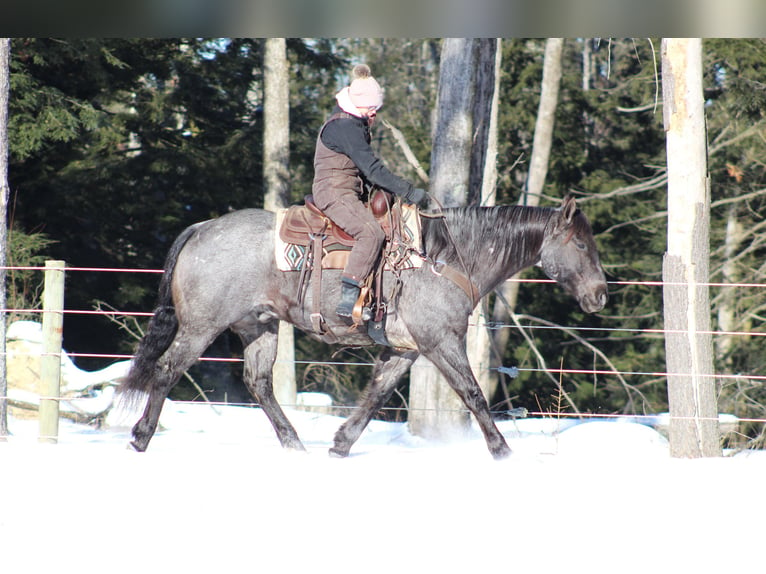 American Quarter Horse Castrone 11 Anni 160 cm Roano blu in Clarion, PA