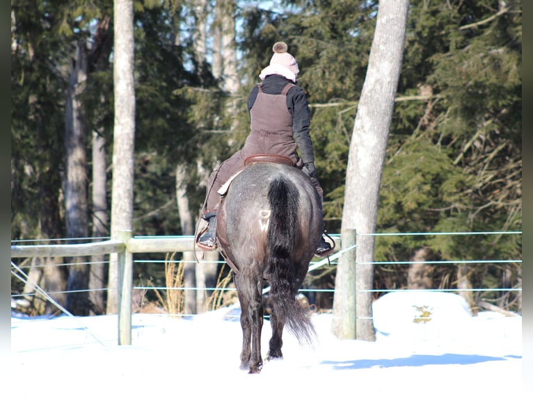 American Quarter Horse Castrone 11 Anni 160 cm Roano blu in Clarion, PA