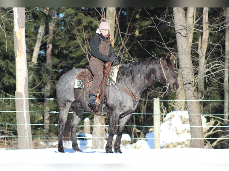 American Quarter Horse Castrone 11 Anni 160 cm Roano blu in Clarion, PA