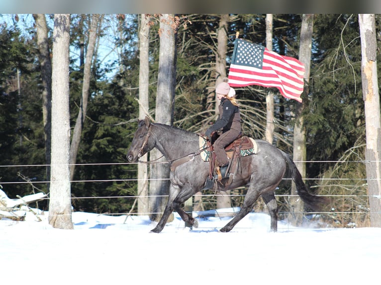 American Quarter Horse Castrone 11 Anni 160 cm Roano blu in Clarion, PA