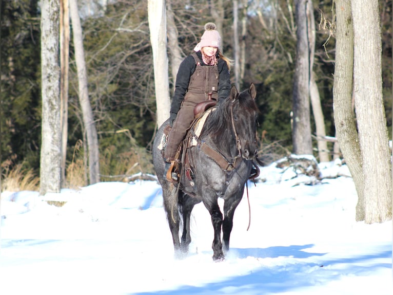 American Quarter Horse Castrone 11 Anni 160 cm Roano blu in Clarion, PA