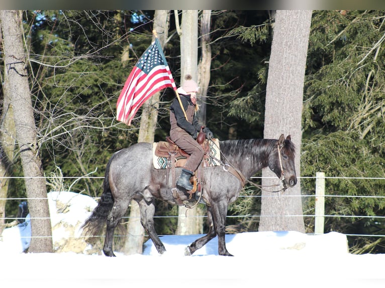 American Quarter Horse Castrone 11 Anni 160 cm Roano blu in Clarion, PA