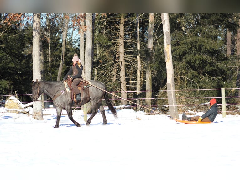 American Quarter Horse Castrone 11 Anni 160 cm Roano blu in Clarion, PA