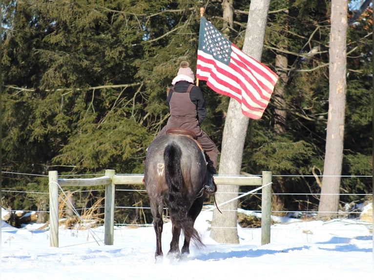 American Quarter Horse Castrone 11 Anni 160 cm Roano blu in Clarion, PA