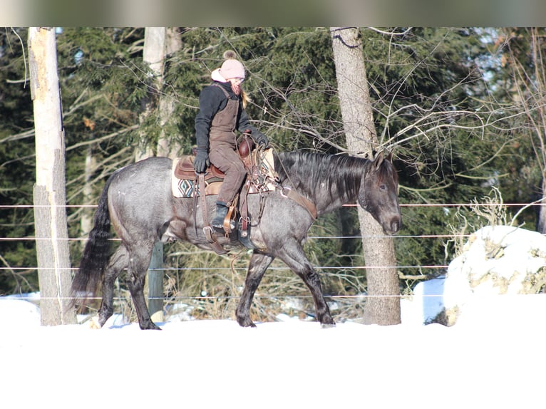 American Quarter Horse Castrone 11 Anni 160 cm Roano blu in Clarion, PA