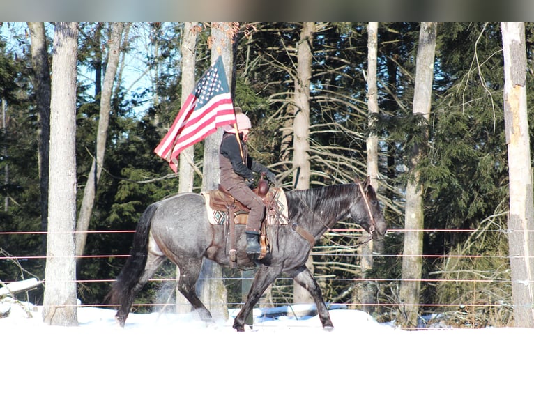 American Quarter Horse Castrone 11 Anni 160 cm Roano blu in Clarion, PA