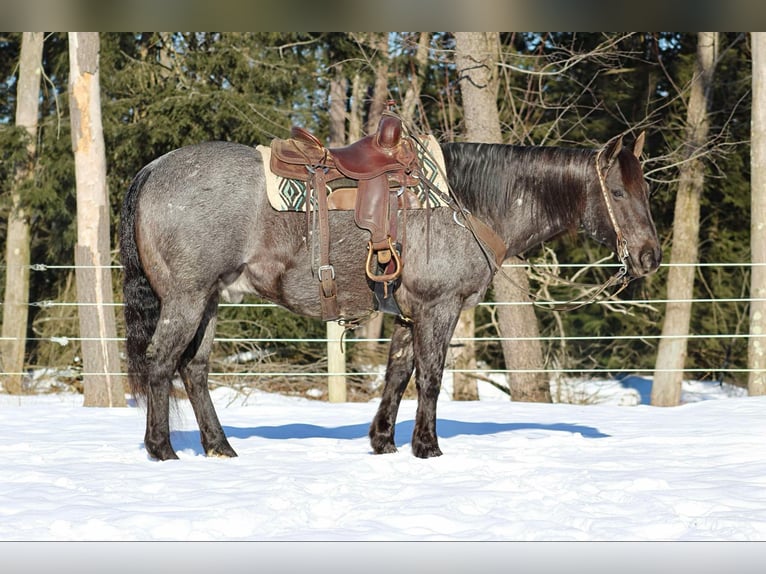 American Quarter Horse Castrone 11 Anni 160 cm Roano blu in Clarion, PA