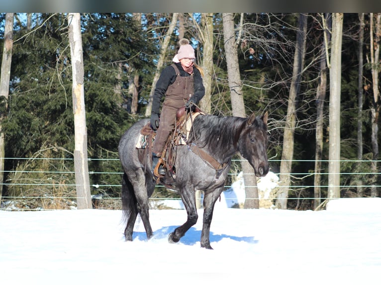 American Quarter Horse Castrone 11 Anni 160 cm Roano blu in Clarion, PA