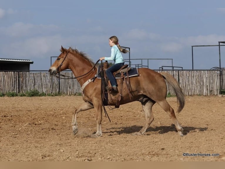 American Quarter Horse Castrone 11 Anni 160 cm Sauro ciliegia in Weatherford TX