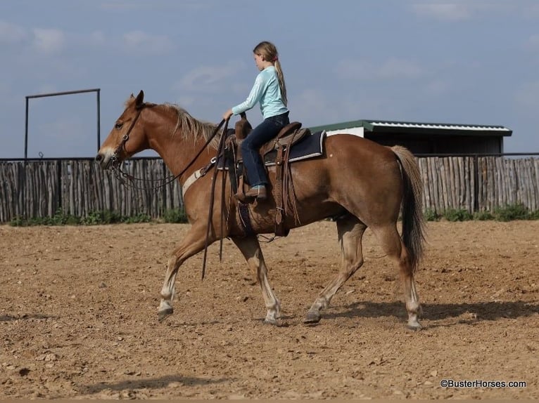 American Quarter Horse Castrone 11 Anni 160 cm Sauro ciliegia in Weatherford TX