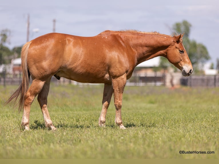 American Quarter Horse Castrone 11 Anni 160 cm Sauro ciliegia in Weatherford TX